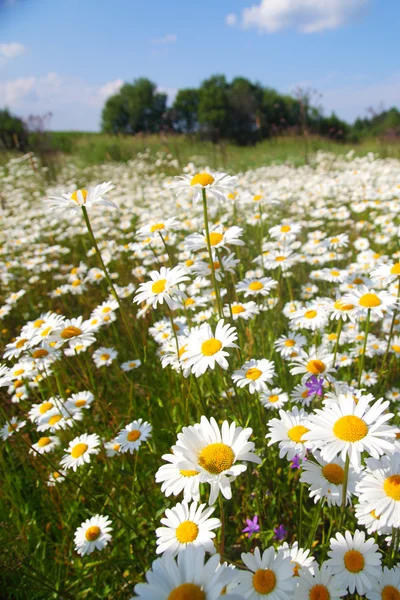 stock image Field with white daisies