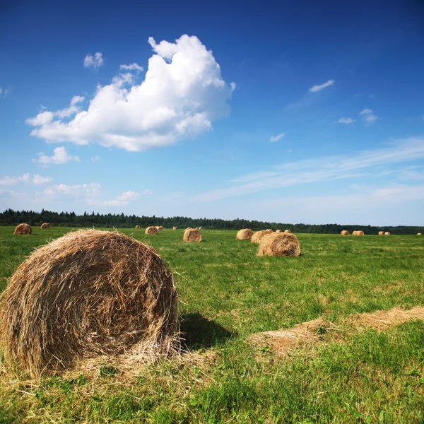 Hö på fältet — Stockfoto