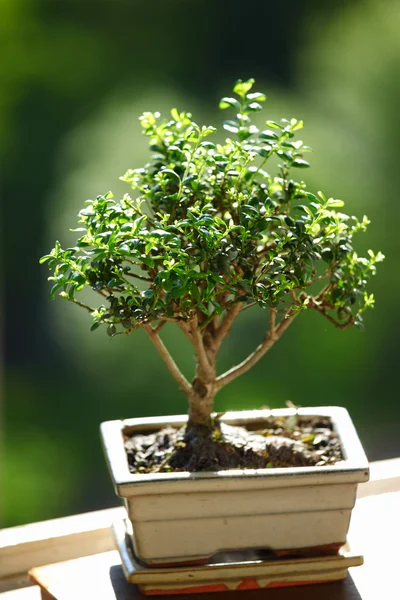 stock image Bonsai