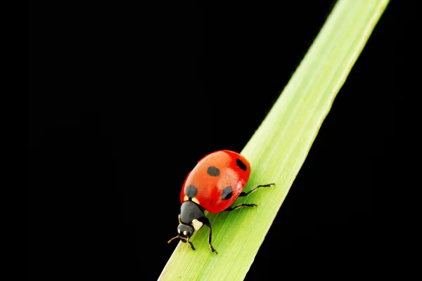 Ladybug แยกตัวบนสีดํา — ภาพถ่ายสต็อก