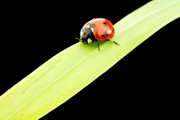 Joaninha isolada em preto — Fotografia de Stock