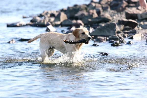 Dog play in water — Stock Photo, Image