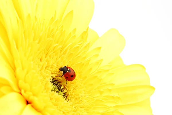 Katicabogár sárga virágon — Stock Fotó