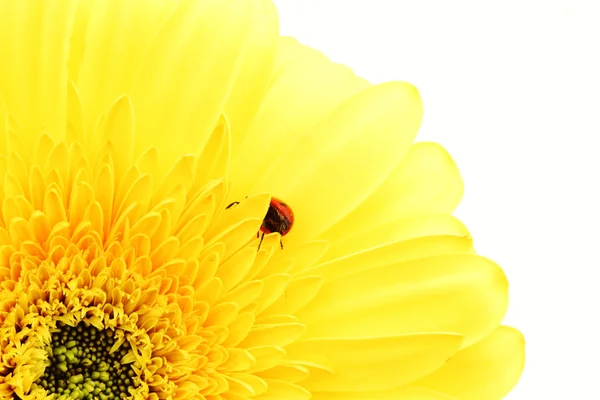 Coccinelle sur fleur jaune — Photo
