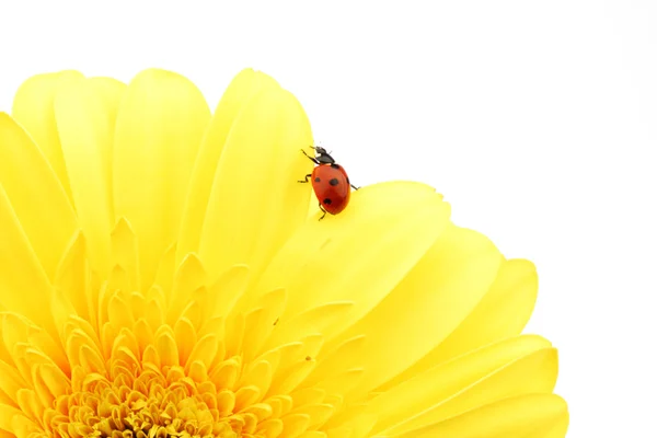 Sarı çiçekte uğur böceği — Stok fotoğraf