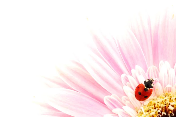 Marienkäfer auf rosa Blume — Stockfoto
