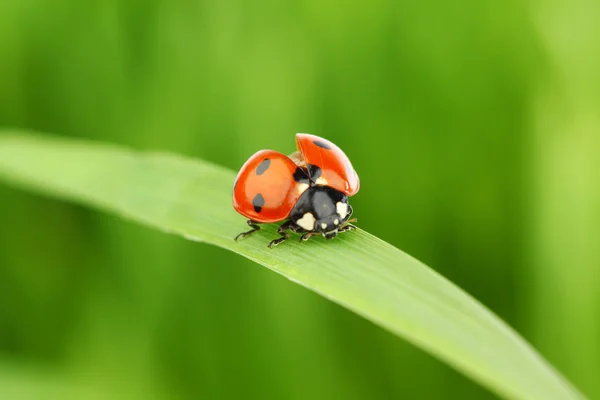 stock image Ladybug on grass