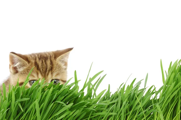 Katten bakom gräs — Stockfoto