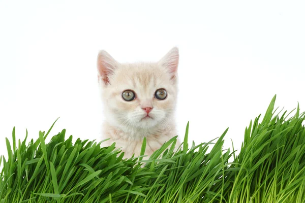Kat achter gras — Stockfoto