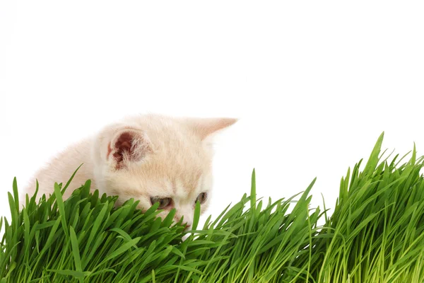 Gato detrás de hierba — Foto de Stock