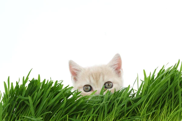 Cat behind grass — Stock Photo, Image