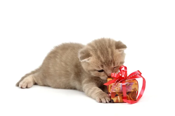 Isolated cat and gift — Stock Photo, Image