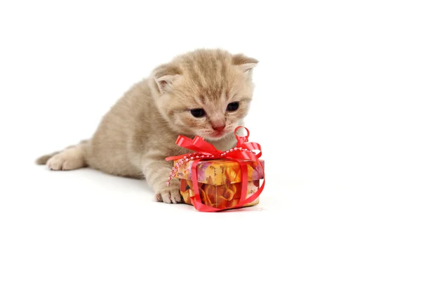Изолированный кот и подарок — стоковое фото