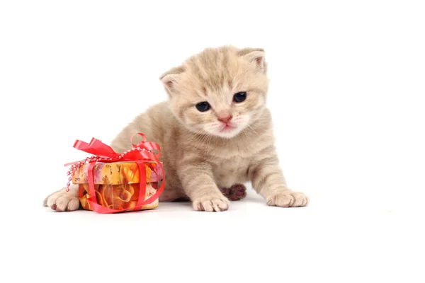 Isolierte Katze und Geschenk — Stockfoto
