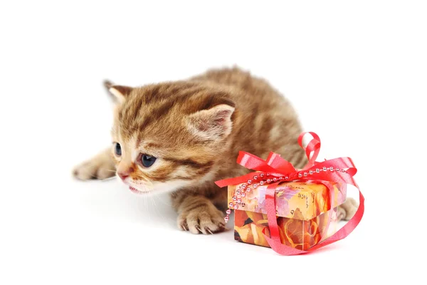 고립 된 고양이 선물 — 스톡 사진