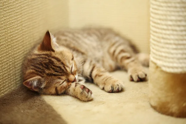 Sleepoing macska — Stock Fotó