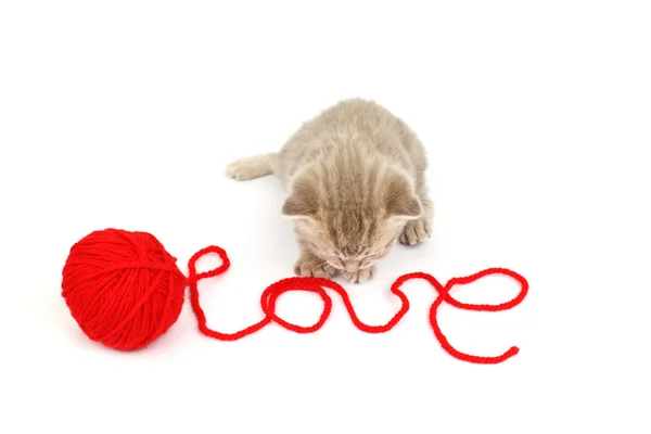 Kot miłości — Zdjęcie stockowe