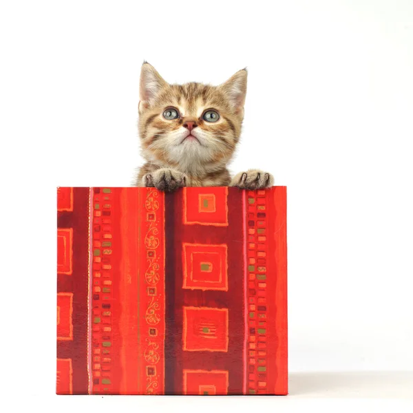 ギフト用の箱の猫 — ストック写真