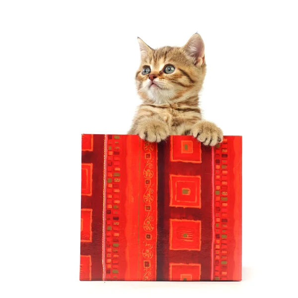 Gato en caja de regalo —  Fotos de Stock