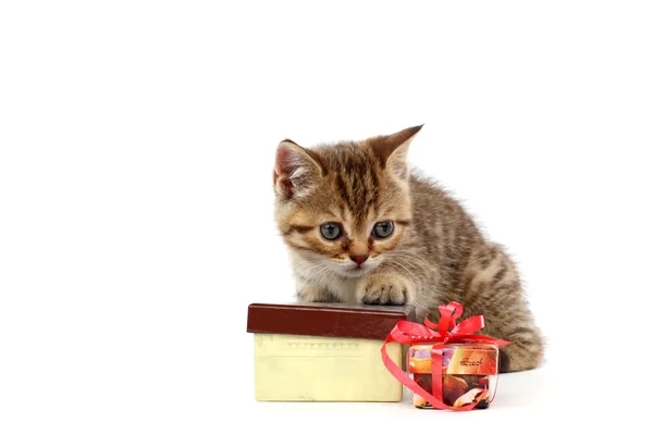 Elszigetelt macska és ajándék — Stock Fotó
