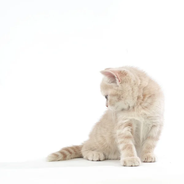 Gato isolado — Fotografia de Stock