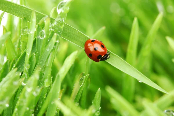 Lieveheersbeestje op gras — Stockfoto