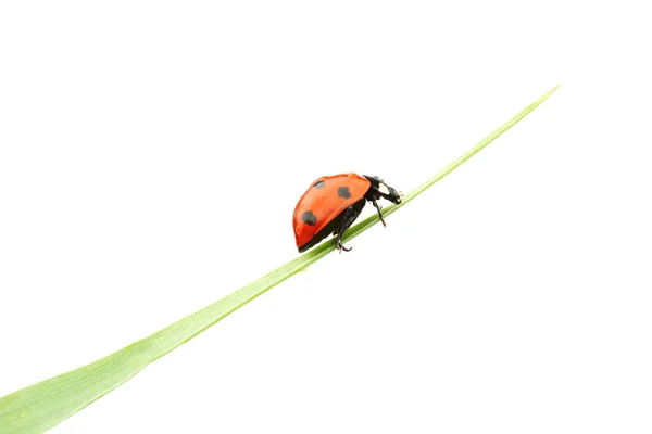 Marienkäfer auf Gras — Stockfoto