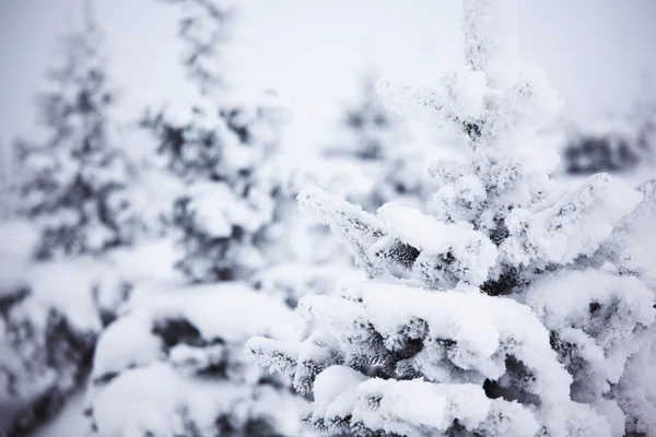 Δέντρα το χειμώνα — Φωτογραφία Αρχείου