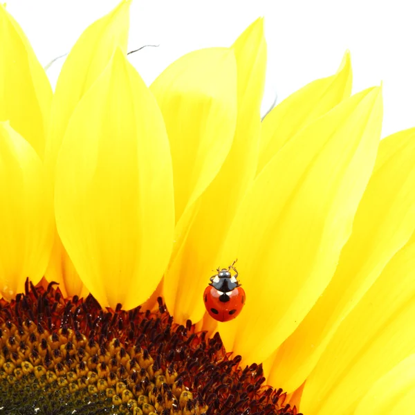 Marienkäfer auf Sonnenblume — Stockfoto