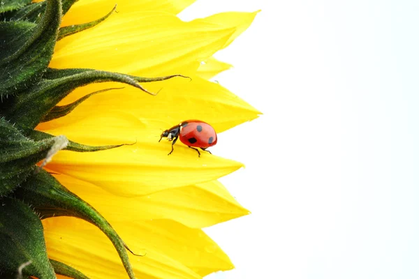 向日葵上的瓢虫 — 图库照片