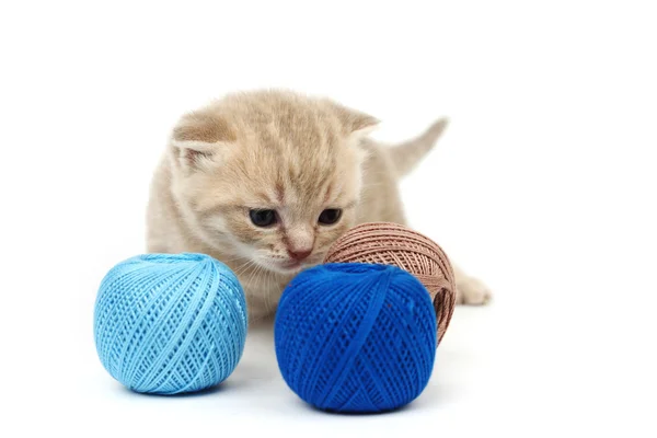 猫和蓝色羊毛球 — 图库照片