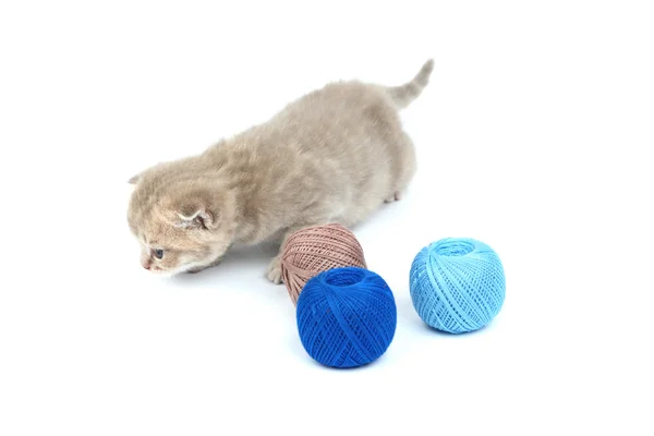 Katze und blauer Wollknäuel — Stockfoto