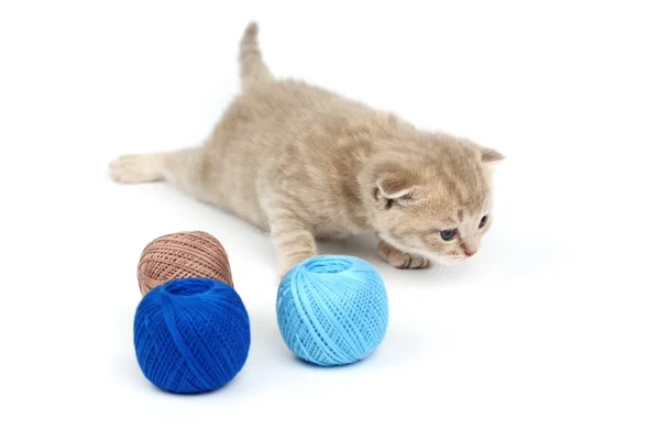 猫とブルーの羊毛ボール — ストック写真