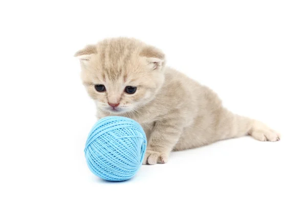 Katt och blått ull bollen — Stockfoto