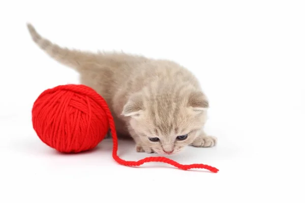 Кіт і червона вовняна куля — стокове фото