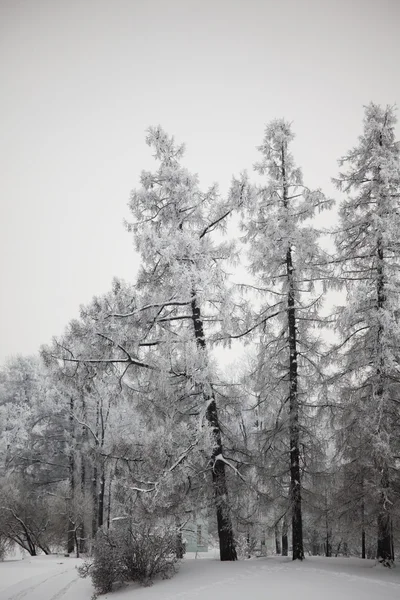 Zimní stromy — Stock fotografie
