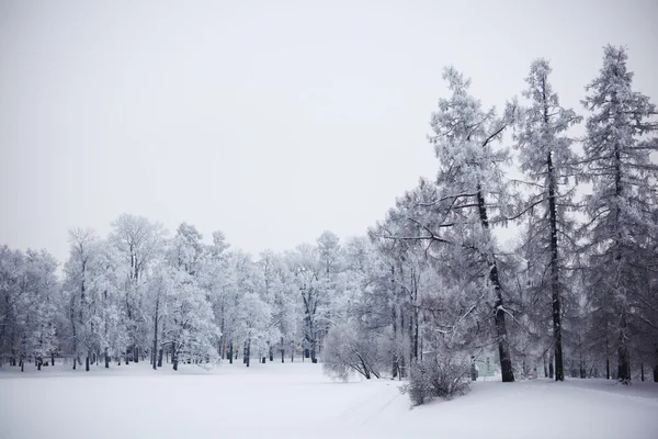 冬季树木 — 图库照片