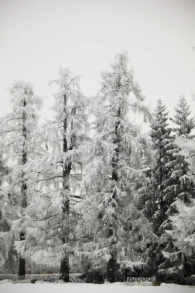 stock image Winter trees