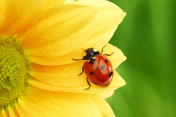 Nyckelpiga på gul blomma — Stockfoto