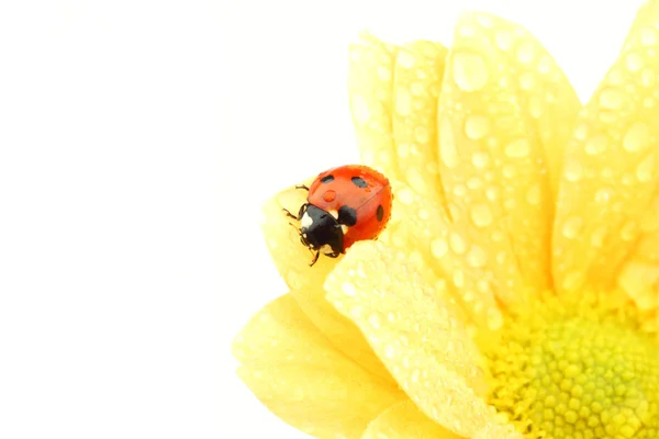 노란 꽃에 있는 무당벌레 — 스톡 사진