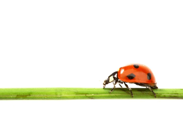 Ladybug on grass Stock Image