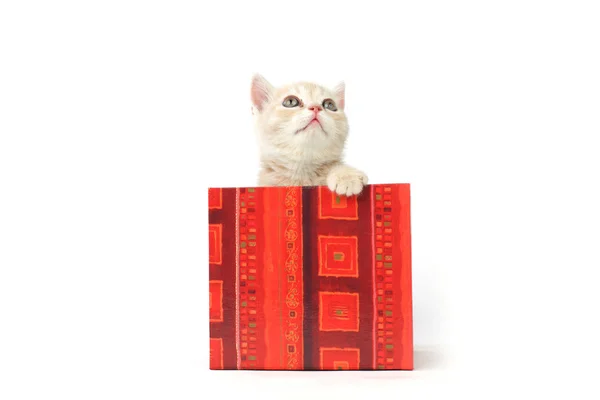 Cat in gift box Stock Photo
