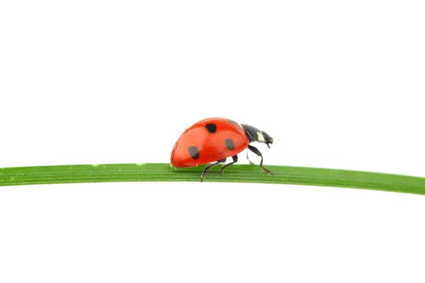 Ladybug on grass Royalty Free Stock Photos
