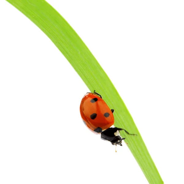 Ladybug on grass Stock Picture
