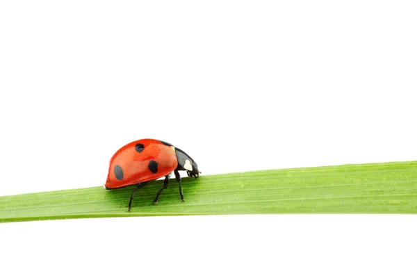 Ladybug on grass Stock Photo