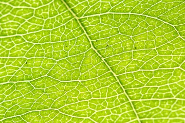 Green leaf texture clipart