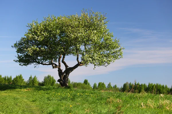 Alone tree — Stock Photo, Image