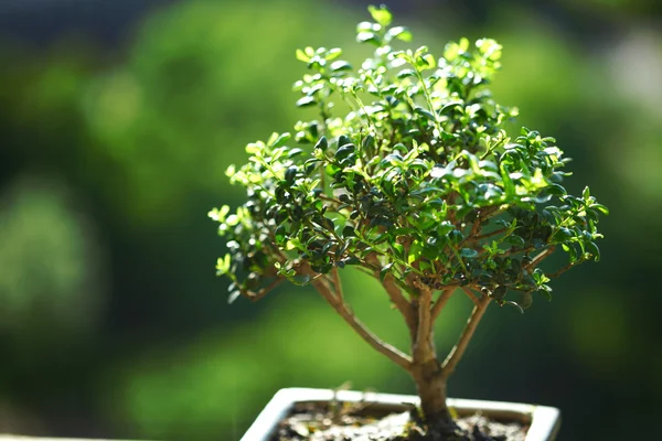 stock image Bonsai