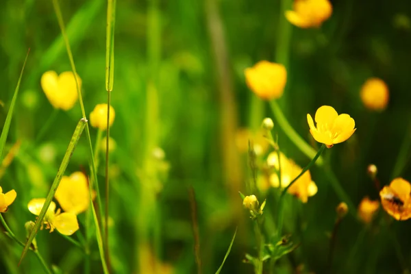 Buttercup — Stock Photo, Image