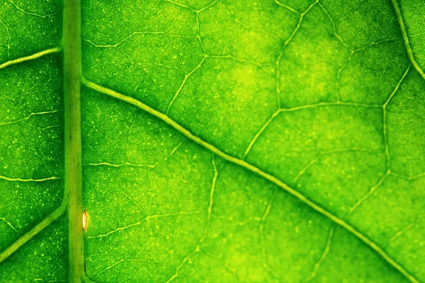 Groen blad — Stockfoto